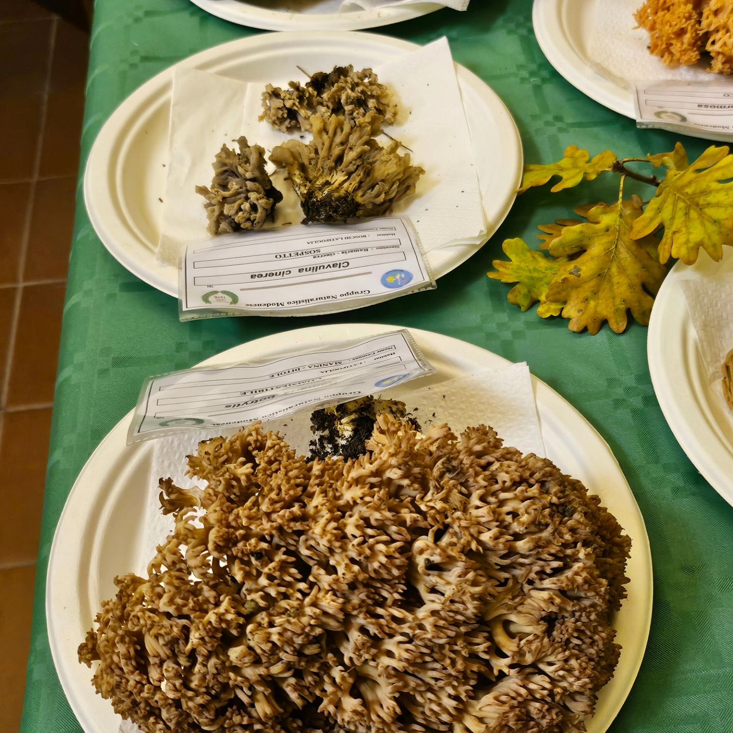 🍄🍄Domani in concomitanza della 47^ Sagra della Castagna nella sala Consiliare potrete ammirare una interessantissima mostra micologica a cura del Gruppo Naturalistico Modenese odv 🍄🍄

Venite a visitarla perché è davvero mto bella 🌰🍄🌰🍄!