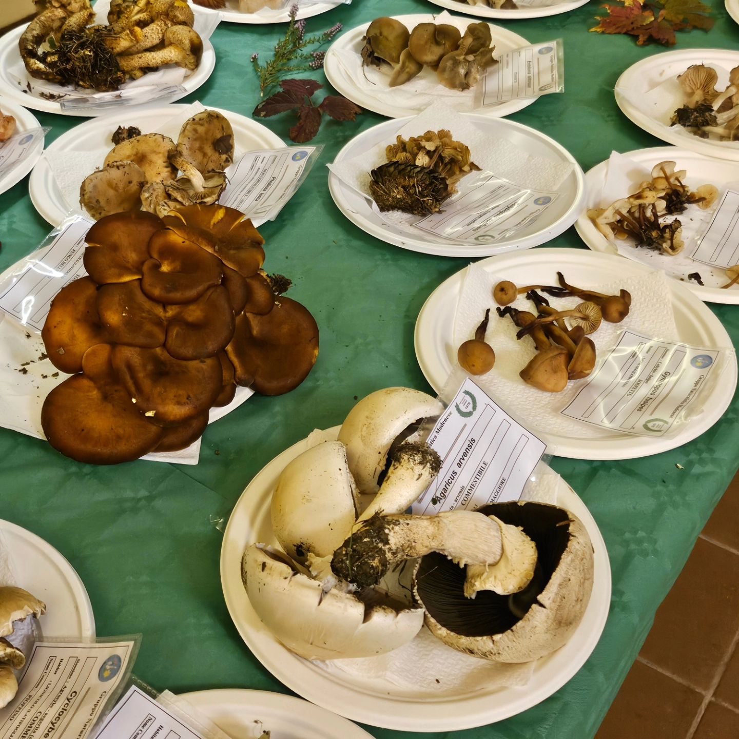 🍄🍄Domani in concomitanza della 47^ Sagra della Castagna nella sala Consiliare potrete ammirare una interessantissima mostra micologica a cura del Gruppo Naturalistico Modenese odv 🍄🍄

Venite a visitarla perché è davvero mto bella 🌰🍄🌰🍄!